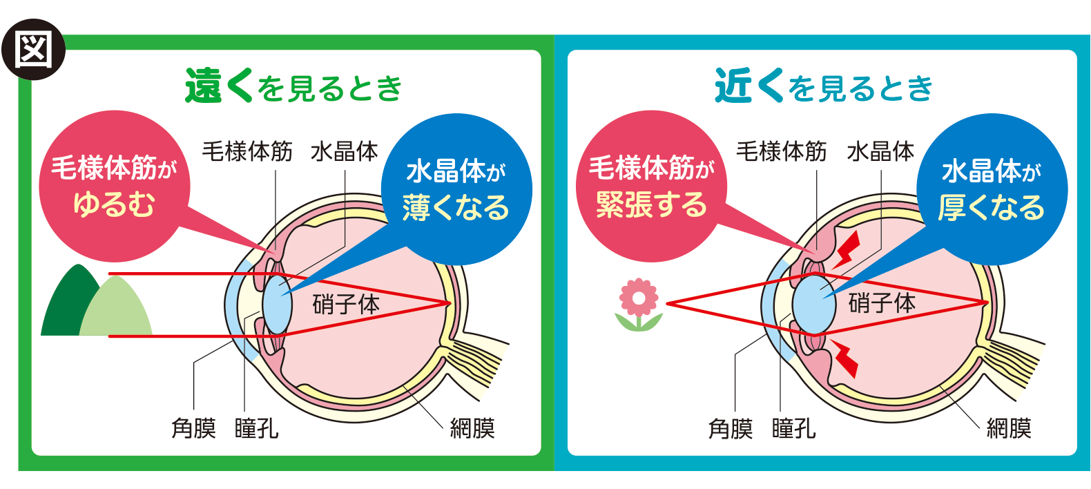水晶体の厚みを帰ることでピントを合わせる仕組み